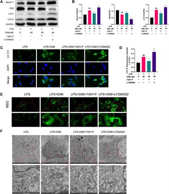 3,3′-diindolylmethane inhibits LPS-induced human chondrocytes apoptosis and extracellular matrix degradation by activating PI3K-Akt-mTOR-mediated autophagy